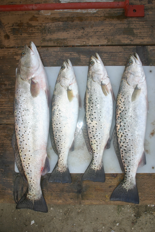 speckled trout 031