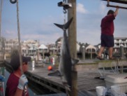 South Jersey Shark tournament weigh in