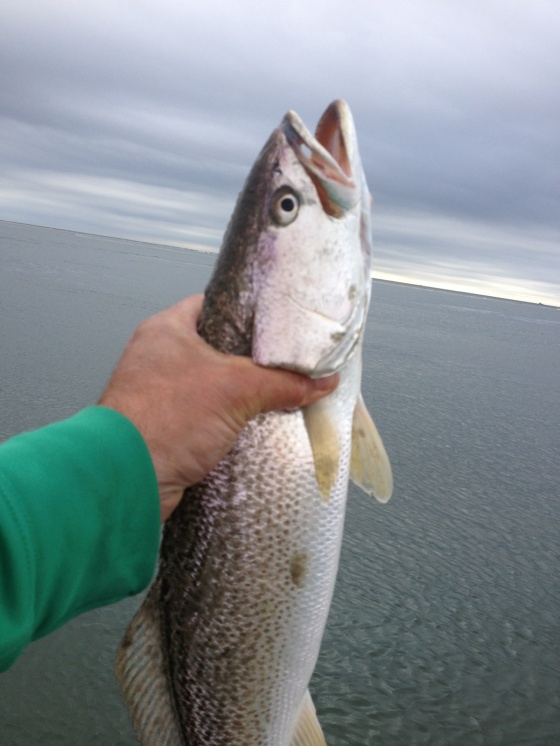 One of today's weakfish