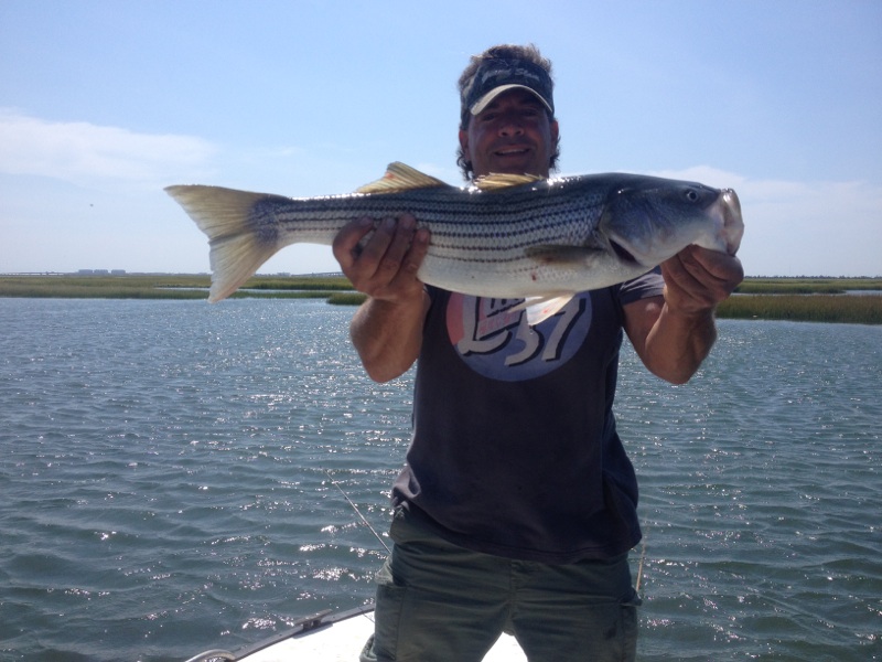 Striped bass keeper size at noon today in Cape May, NJ – Ken's Dock
