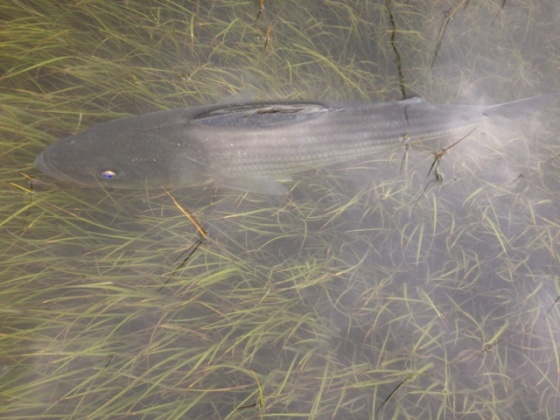A striped bass hunts on top of the marsh.