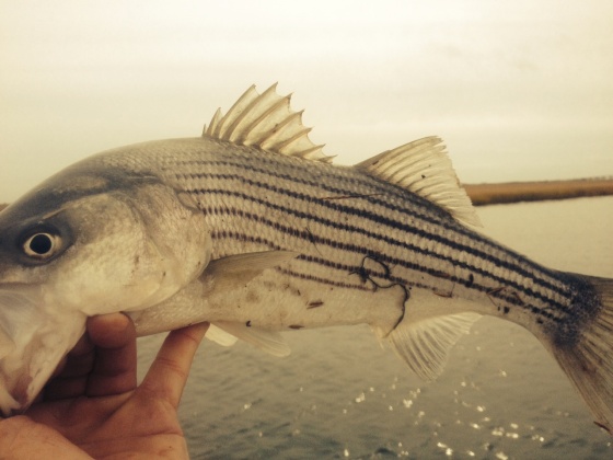 One of Tuesday 's striped bass 